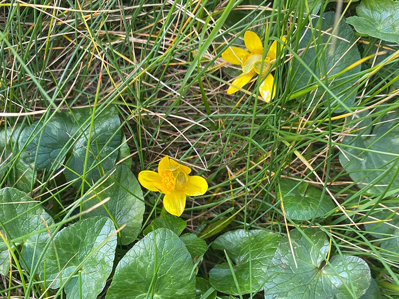 Buttercup